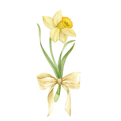Watercolor hand drawn narcissus with bow. Set of watercolor spring flowers. Yellow narcissus. Botanical illustration of daffodils for typography, prints and your design - obrazy, fototapety, plakaty