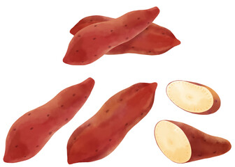 水彩で描いたサツマイモのイラストセット／Watercolor illustration set of sweet potatoes