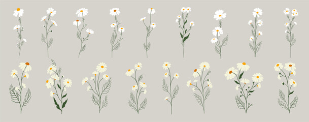 Set of daisy flowers. Chamomile illustration. Vector. - obrazy, fototapety, plakaty