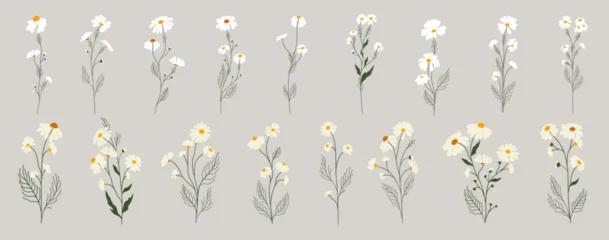 Foto op Plexiglas Set of daisy flowers. Chamomile illustration. Vector. © Аня Марюхно