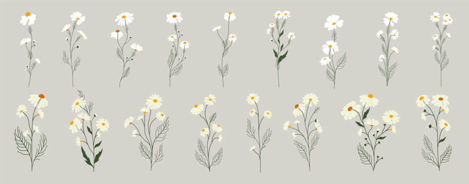 Set of daisy flowers. Chamomile illustration. Vector.