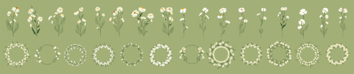 Set of daisy flowers and wreathes. Chamomile illustration. Vector.