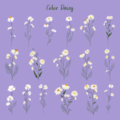 Fototapeta na wymiar Set of daisy flowers. Chamomile illustration. Vector.