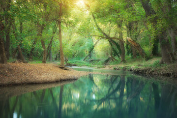 River deep in forest.
