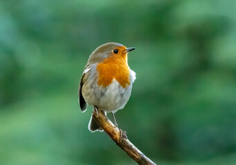 robin on a branch