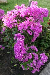 pink flowers in a garden