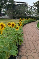 flower garden in the park