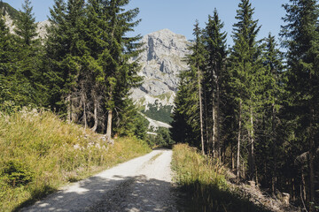 Gravel road in the woods with a mountain landscape in the background