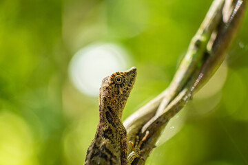 Brown lizard on a tree branch