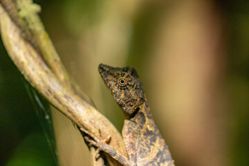 Brown lizard on a tree branch