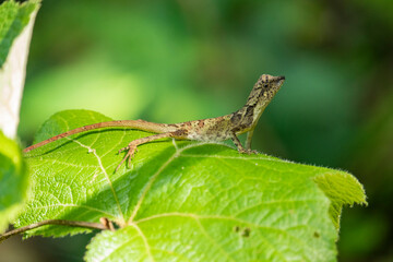 Brown lizard on green leaf