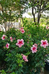pink flowers in garden