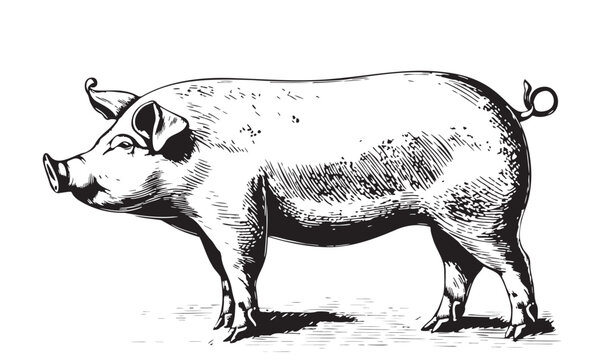 Farm Pig sketch hand drawn in doodle style Vector illustration