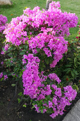 Fototapeta premium flowers in the garden