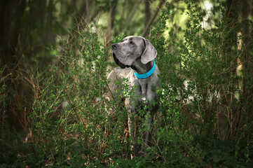 young great dane dog posing in the bushed in a blue collar