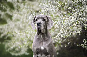 beautiful grey great dane dog portrait in front of blooming trees outdoors