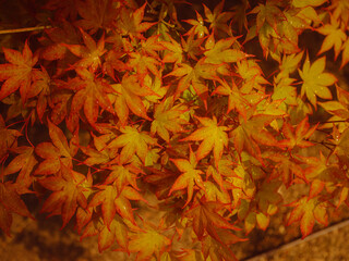 Naklejka na ściany i meble Beautiful autumn leaves that turned red in autumn in Japan. Japanese Maple tree called Acer Palmatum Fireglow in bright sunshine.