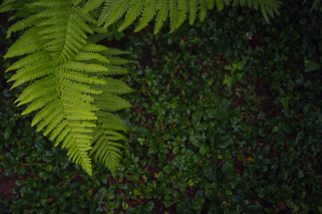 Beautiful ferns leaves green foliage. Close up of beautiful growing ferns in forest or park. Rainforest jungle landscape. Green plants nature wallpaper. Organic nature background.