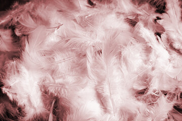 Coral pink feather pattern background texture