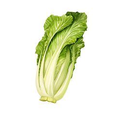 Watercolor Chinese cabbage  isolated on white background.Chinese cabbage  plants.Realistic natural foods for kitchen.
