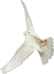 Realistic White Bird Watercolor Illustration