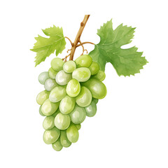 Obraz premium Watercolor grape isolated on white background.Grape plants.Realistic natural foods for kitchen. 