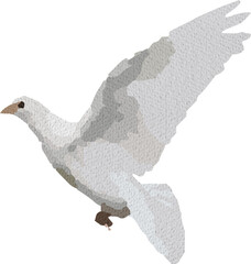 Realistic White Bird Watercolor Illustration