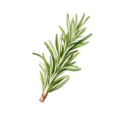 Obraz premium watercolor rosemary twig on a white background.