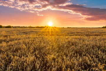 scenic evening in golden wheat field with rustic road, amazing cloudy sunset. rural agriculture...