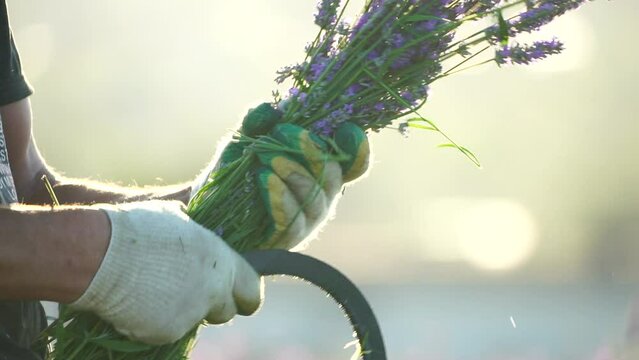 farmer mows a lavender field with a sickle at sunset. Lush lavender bushes in endless rows. Organic Lavender Oil Production in Europe. Garden aromatherapy. Slow motion, close up