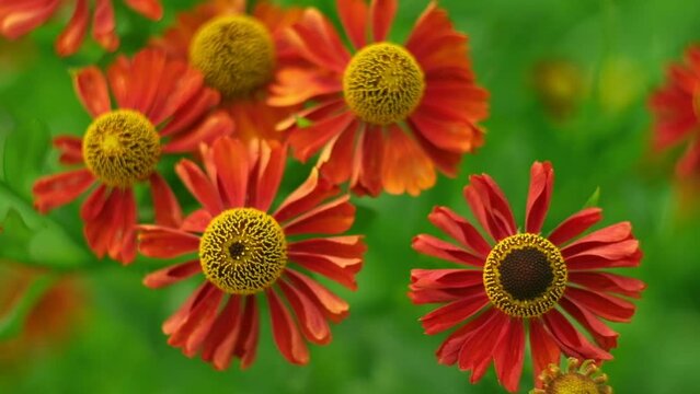 Helenium Flowers. Close up of beautiful Autumn flowers large-flowered sneezeweed or annual aster in red colors blooming in the garden in summer season. Green blurred background. Copy Space for text