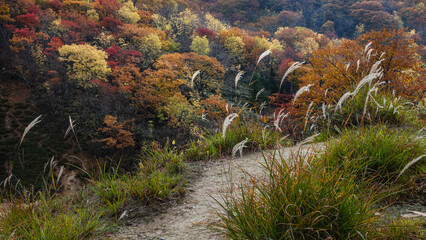A path on a hillside with tall grasses and grasses, hyper colorful autumn landscape in the background.