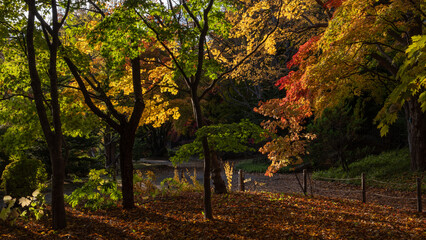 A romantic autumn ambience with golden hues, light and shadow during morning hours in a park.