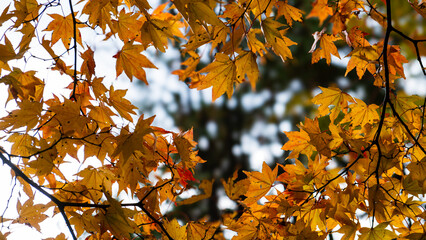 An autumn scene with beautiful yellow leaves on a sunny day.