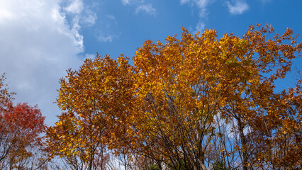 Bright and vibrant color tree in autumn with orange-red foliage against beautiful blue sky.