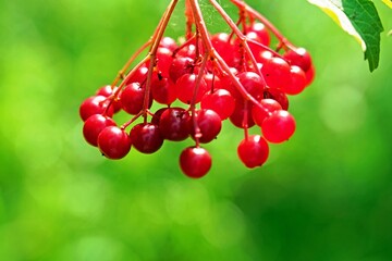 Beeren des Gewöhnlichen Schneeballs