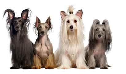 Dogs Sitting in a Group on White Background Chinese Crested