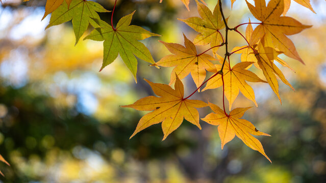 Closeup of bright yellow-brown leaves hanging on a tree branch with a natural background.