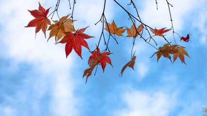 Some closeup colorful autumn leaves against blue sky background.