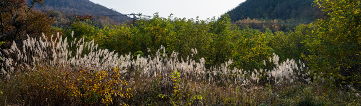 Panorama view of a forest at the side of the road with tall grass foreground, sunlit background.