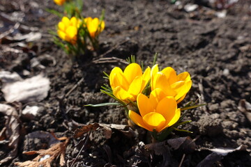 2 groups of amber yellow flowers of crocuses in February