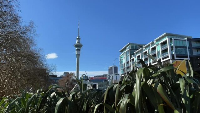 Auckland, New Zealand Sky Tower from Victoria Park, with blue sky