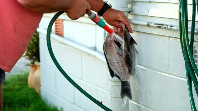 Caucasian male rinsing off gutted Black Bream (Galjoen) with hose