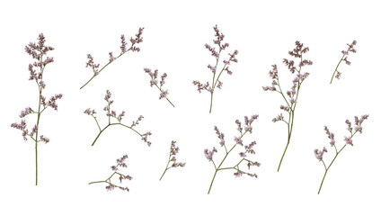 Set of small twigs of limonium flowers isolated on white or transparent background - obrazy, fototapety, plakaty