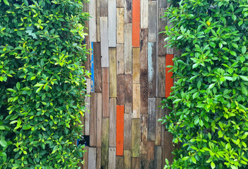 Green leave trees and wood planks decorate for wall background.