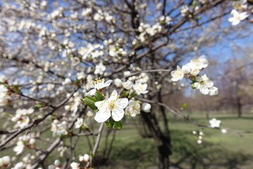 5-lobed white flowers of blossoming plum tree in March