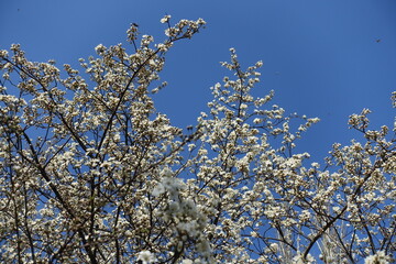 A lot of white flowers on branches of plum tree against blue sky in mid March