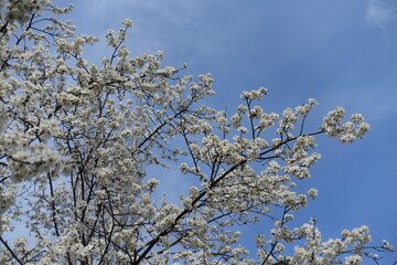 A ton of white flowers on branches of blossoming plum tree against blue sky in mid March