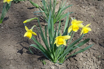 Four bright yellow flowers of daffodils in March