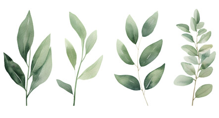 Set of watercolor leaves illustration on transparent background